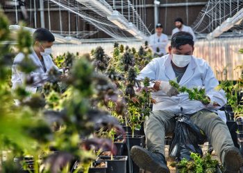 Cannabis medicinal: Biofábrica arranca la etapa de cosecha a escala industrial