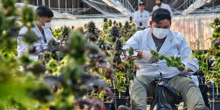 Cannabis medicinal: Biofábrica arranca la etapa de cosecha a escala industrial
