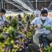 Cannabis medicinal: Biofábrica arranca la etapa de cosecha a escala industrial