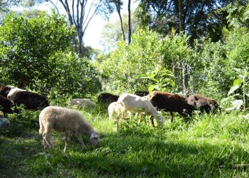 Yerba con cuidado de la naturaleza, una práctica que respalda el INYM