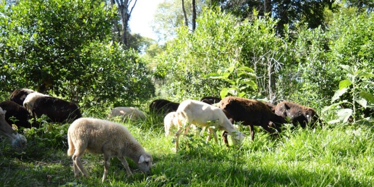 Yerba con cuidado de la naturaleza, una práctica que respalda el INYM