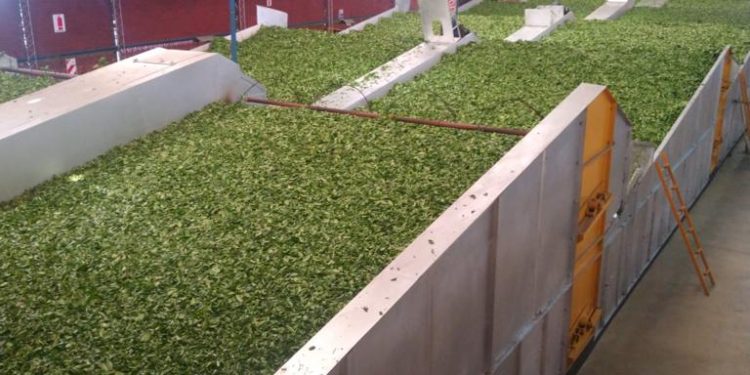 Fijan precio para el té en rama