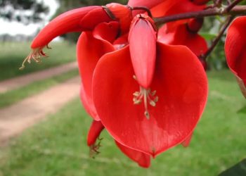 Día de la Flor Nacional: por qué se conmemora cada 22 de noviembre
