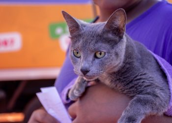 Posadas: el IMuSA alcanzó las 60 mil atenciones y suma operativos