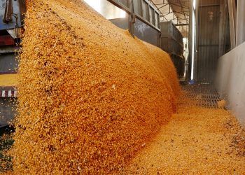 Agroexportadores liquidaron US$ 1.600 millones en las primeras semanas del nuevo dólar soja