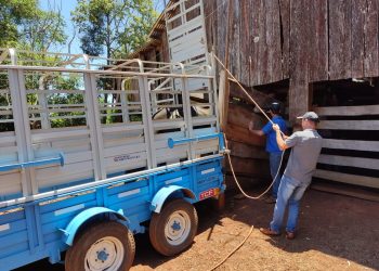 Con la entrega de toros se fortalecen las cuencas lecheras