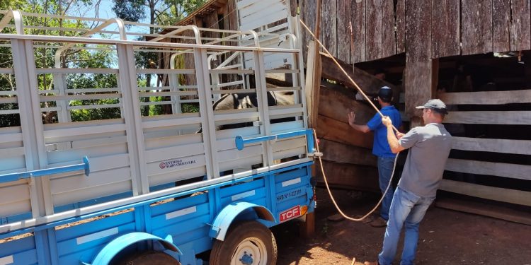Con la entrega de toros se fortalecen las cuencas lecheras