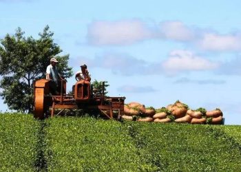 Con el foco en los productores: el Ministerio del Agro de Misiones resolvió actualizar el precio del brote de té