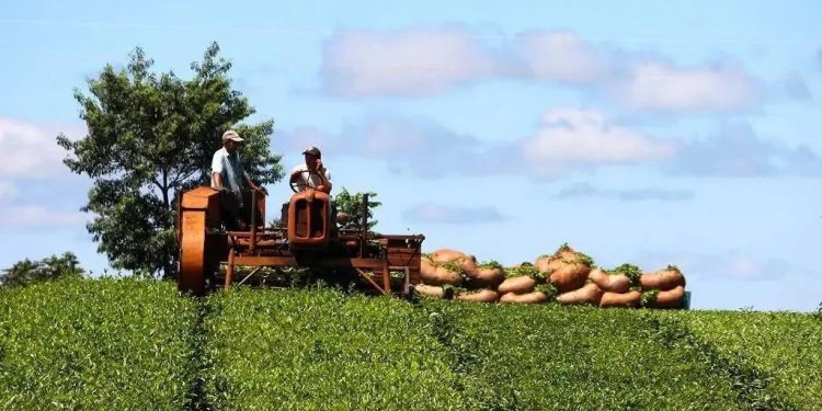 Con el foco en los productores: el Ministerio del Agro de Misiones resolvió actualizar el precio del brote de té