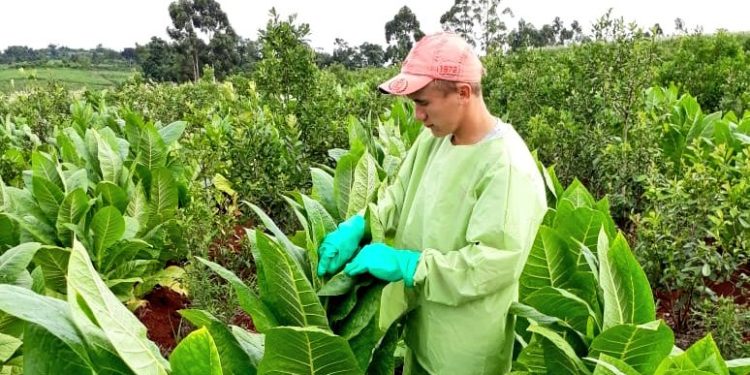 Expectativas por la campaña tabacalera: comienza el censo