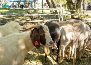 Crece la producción ovino caprina en Misiones