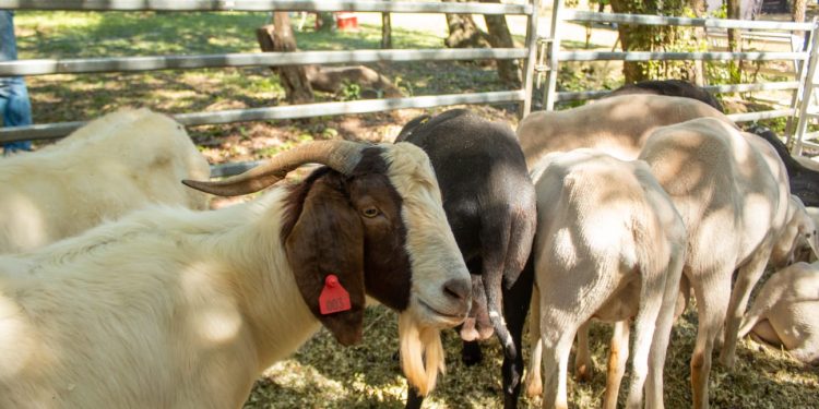 Crece la producción ovino caprina en Misiones