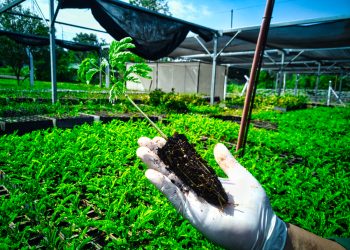 Un año 2022 cargado de logros para la Biofábrica Misiones y un 2023 con nuevos desafíos