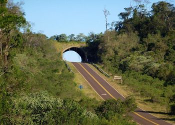 Misiones cuenta con 32 pasafaunas distribuidos en distintos puntos de la provincia