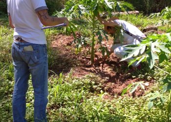 La provincia avanza en investigaciones para aumentar la productividad de cultivos frutales