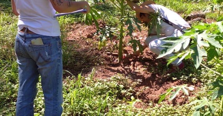 La provincia avanza en investigaciones para aumentar la productividad de cultivos frutales