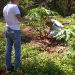 La provincia avanza en investigaciones para aumentar la productividad de cultivos frutales
