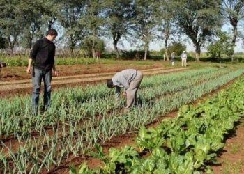Cuando el Libre Mercado se queda sin respuestas: Misiones como actor clave para amortiguar los costos de producción
