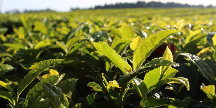Desde el primero de febrero se actualizará el precio del té
