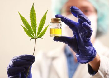 Analizan aumentar la producción y el comportamiento de especies de cannabis que se adapten a la región