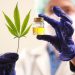 Analizan aumentar la producción y el comportamiento de especies de cannabis que se adapten a la región