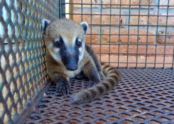 Intensa demanda para rescate de animales a la línea Ecología Te Escucha
