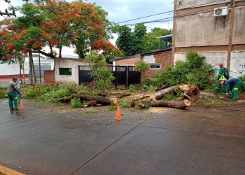 Posadas: el municipio atiende la caída de árboles y reparación de semáforos luego de la tormenta