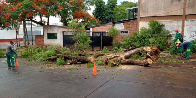 Posadas: el municipio atiende la caída de árboles y reparación de semáforos luego de la tormenta
