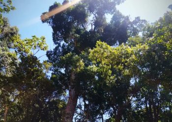 Ecología detectó un rozado ilegal en Andresito