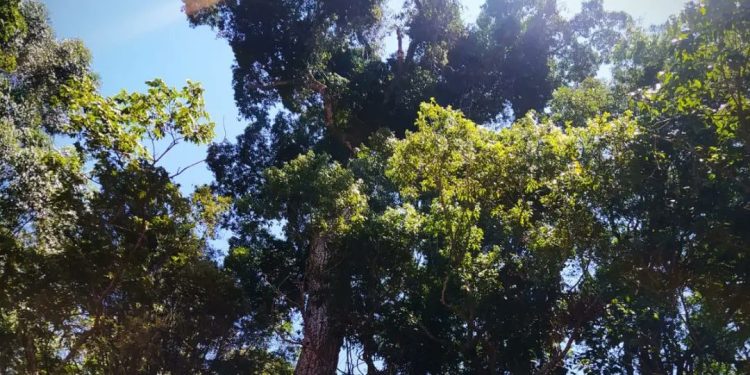 Ecología detectó un rozado ilegal en Andresito