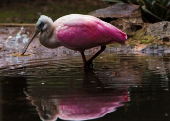 Se mantiene el estado de alerta preventivo sanitario contra el ingreso de la influenza aviar