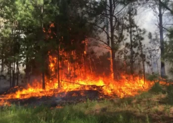 Corrientes lleva 875 incendios registrados en lo que va del año