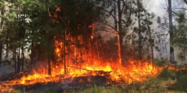 Corrientes lleva 875 incendios registrados en lo que va del año
