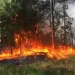 Corrientes lleva 875 incendios registrados en lo que va del año