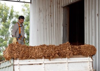 Tras el histórico acuerdo de precios, inició el acopio de tabaco en Misiones