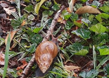 Instruyen a vecinos de Eldorado en el manejo y descarte de caracoles gigantes africanos