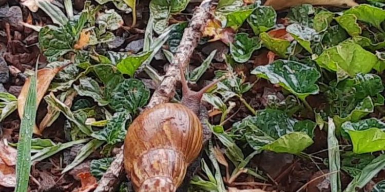 Instruyen a vecinos de Eldorado en el manejo y descarte de caracoles gigantes africanos