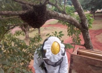 Posadas: recomendaciones ante la aparición de enjambres en viviendas o zonas públicas