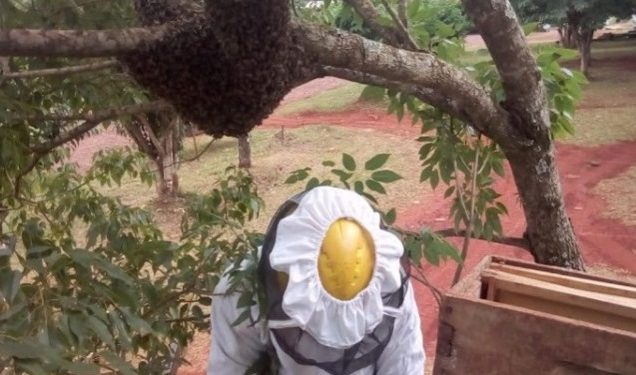 Posadas: recomendaciones ante la aparición de enjambres en viviendas o zonas públicas