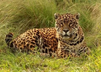 Murió Tobuna, la yaguareté pionera en el Proyecto de Reintroducción de la especie en el Iberá