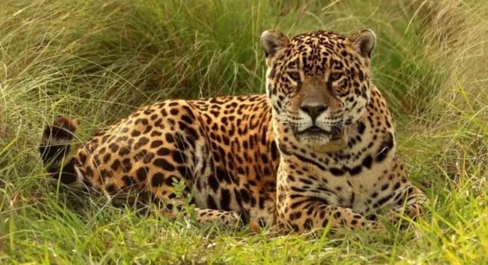 Murió Tobuna, la yaguareté pionera en el Proyecto de Reintroducción de la especie en el Iberá