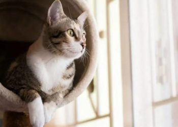 Día Internacional del Gato: ¿por qué se conmemora cada 20 de febrero?