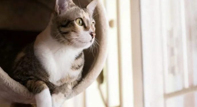 Día Internacional del Gato: ¿por qué se conmemora cada 20 de febrero?