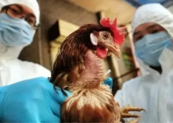 Influenza aviar: nueva detección en aves de traspatio en la provincia de Santa Fe