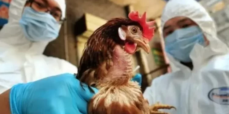 Influenza aviar: nueva detección en aves de traspatio en la provincia de Santa Fe