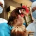 Influenza aviar: nueva detección en aves de traspatio en la provincia de Santa Fe