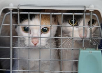 El IMuSA en tu barrio, conocé el cronograma de los operativos en Posadas