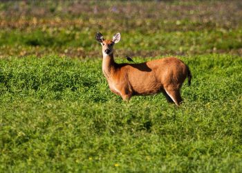 Más de 2.000 especies silvestres registradas por la ciudadanía en solo cuatro días en el Safari de Verano de ArgentiNat