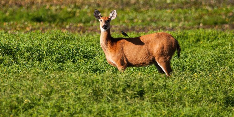 Más de 2.000 especies silvestres registradas por la ciudadanía en solo cuatro días en el Safari de Verano de ArgentiNat