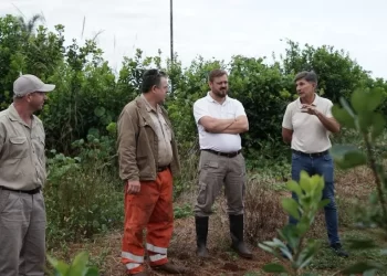 Las leyes ambientales fortalecen la producción sustentable de yerba mate